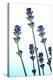 Lavender (Lavandula Sp.)-Lawrence Lawry-Premier Image Canvas