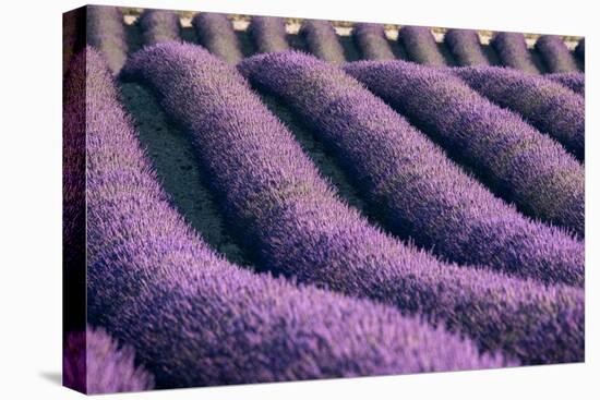 Lavender lines in a field, Plateau de Valensole, Provence, France-Francesco Fanti-Premier Image Canvas