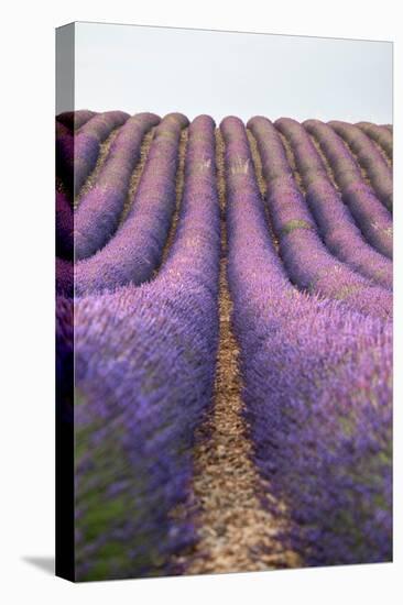 Lavender lines, lavender field, Plateau de Valensole, Provence, France-Francesco Fanti-Premier Image Canvas