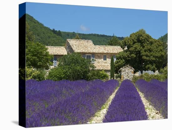 Lavender Near Banon, Provence, Provence-Alpes-Cote D'Azur, France-Katja Kreder-Premier Image Canvas