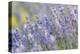 Lavender on the Plateau of Valensole, Puimoisson, Provence-Alpes-Cote d'Azur, France-null-Stretched Canvas