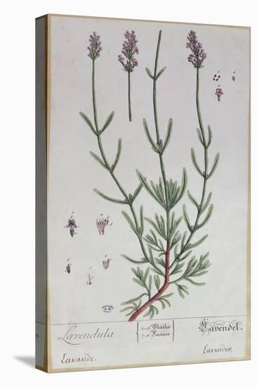 Lavender, Plate from 'Herbarium Blackwellianum' by the Artist, 1757-Elizabeth Blackwell-Premier Image Canvas