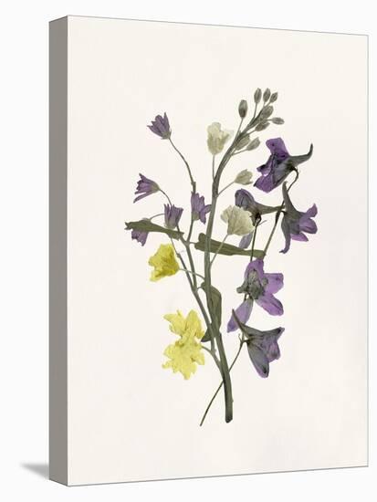 Lavender Pressed Keepsakes II-Emma Caroline-Stretched Canvas
