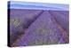 Lavender Rows-Cora Niele-Premier Image Canvas