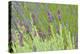 Lavender Sway I-Dana Styber-Premier Image Canvas