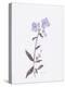 Lavender Wildflowers II-Beverly Dyer-Stretched Canvas