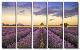 Lavender-Jim Nilsen-Stretched Canvas