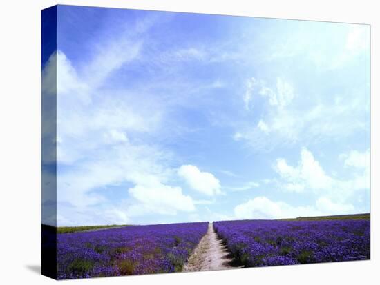 Lavender-null-Premier Image Canvas