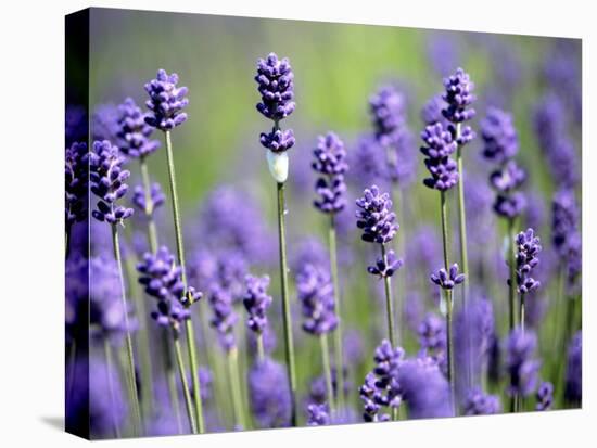 Lavender-null-Premier Image Canvas