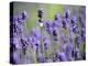 Lavender-null-Premier Image Canvas