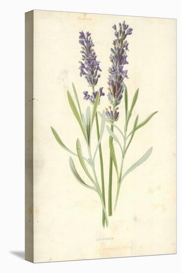 Lavender-Frederick Edward Hulme-Premier Image Canvas