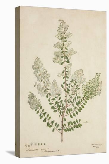 Lawsonia Spinosa, 1880-1900-null-Premier Image Canvas