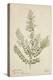 Lawsonia Spinosa, 1880-1900-null-Premier Image Canvas