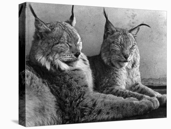 "Laying in Noonday Sun" Beautiful Pair of Northern Lynx Effected by Sudden Warm Spell-null-Premier Image Canvas
