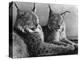 "Laying in Noonday Sun" Beautiful Pair of Northern Lynx Effected by Sudden Warm Spell-null-Premier Image Canvas