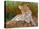 Lazy Leopard-David Stribbling-Stretched Canvas