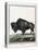 Le Bison Illustration-null-Premier Image Canvas