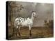 Le Cheval pie-Paulus Potter-Premier Image Canvas