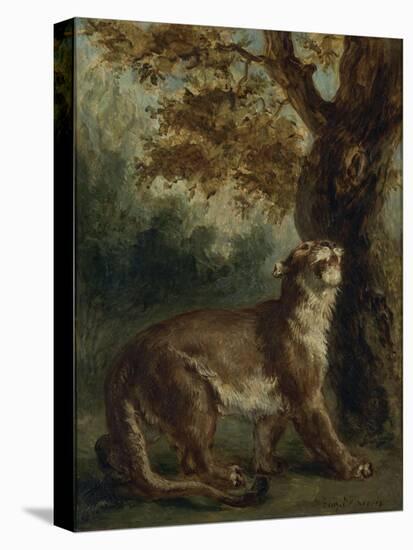 Le Puma, dit aussi Lionne guettant une proie-Eugene Delacroix-Premier Image Canvas