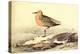 Leach's Petril-John James Audubon-Stretched Canvas