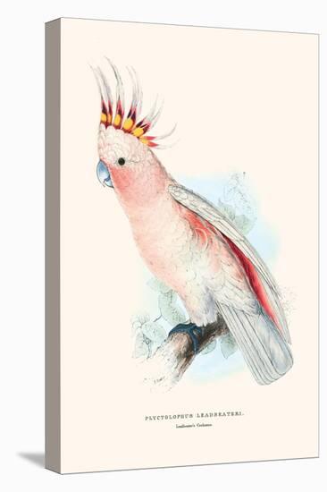 Leadbeater's Cockatoo - Cocatua Leadbeateri-Edward Lear-Stretched Canvas