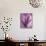 Leaf Bouquet, Orchid-Steven N^ Meyers-Stretched Canvas displayed on a wall