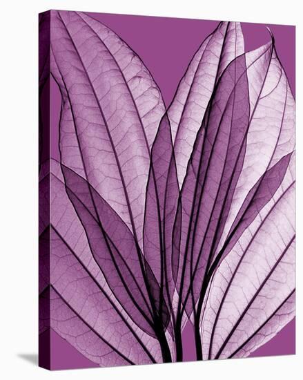 Leaf Bouquet, Orchid-Steven N^ Meyers-Stretched Canvas