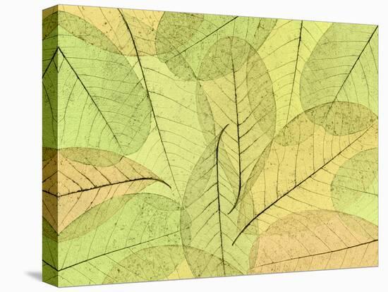 Leaf Collage I-Kathy Mahan-Premier Image Canvas