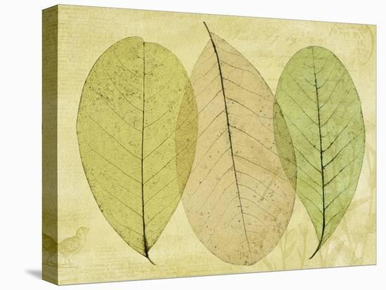 Leaf Collage II-Kathy Mahan-Premier Image Canvas