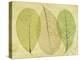 Leaf Collage II-Kathy Mahan-Premier Image Canvas