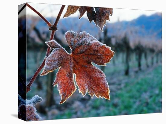 Leaf Covered in Frost-Charles O'Rear-Premier Image Canvas