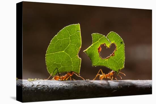 Leaf cutter ants (Atta sp) carrying plant matter, Costa Rica.-Bence Mate-Premier Image Canvas