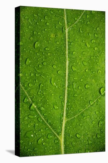 Leaf Dew Drop Number 6-Steve Gadomski-Premier Image Canvas