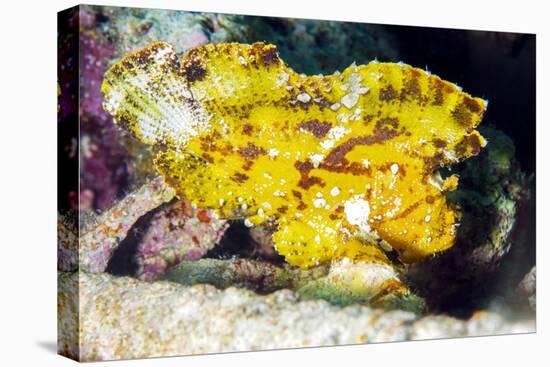 Leaf Fish (Taenianotus Triacanthus)-Louise Murray-Premier Image Canvas