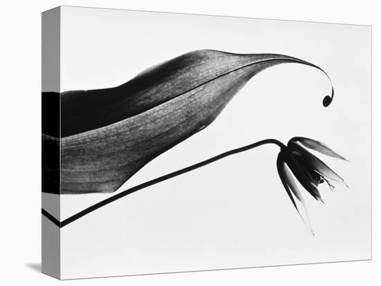 Leaf & flower-Panoramic Images-Premier Image Canvas