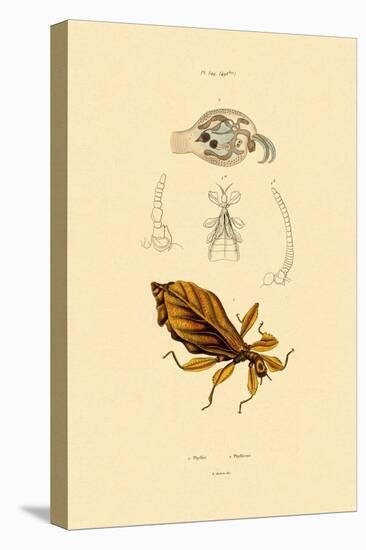 Leaf Insect, 1833-39-null-Premier Image Canvas