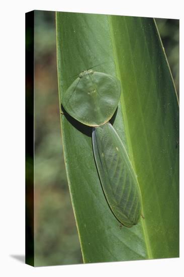 Leaf Mantis Camouflaged on a Leaf-DLILLC-Premier Image Canvas