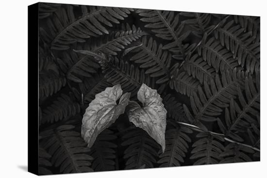 Leaf Nook-Andrew Geiger-Stretched Canvas