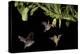 Leaf-nosed bat, three nectaring on flower. Costa Rica-Paul Hobson-Premier Image Canvas