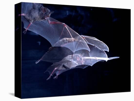 Leaf-nosed Fruit Bat Triple in Flight, Native to South America-David Northcott-Premier Image Canvas