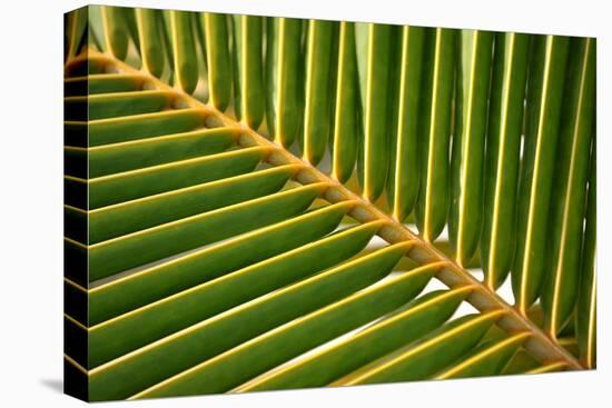 Leaf of a Palm Tree at a Beach on the Caribbean Island of Grenada-Frank May-Stretched Canvas