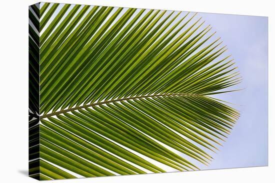 Leaf of a Palm Tree at a Beach on the Caribbean Island of Grenada-Frank May-Stretched Canvas