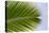 Leaf of a Palm Tree at a Beach on the Caribbean Island of Grenada-Frank May-Stretched Canvas