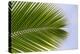 Leaf of a Palm Tree at a Beach on the Caribbean Island of Grenada-Frank May-Stretched Canvas