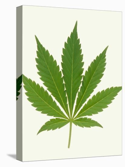 Leaf of Marijuana Plant, Cannabis Sativa-Victor De Schwanberg-Premier Image Canvas