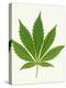 Leaf of Marijuana Plant, Cannabis Sativa-Victor De Schwanberg-Premier Image Canvas