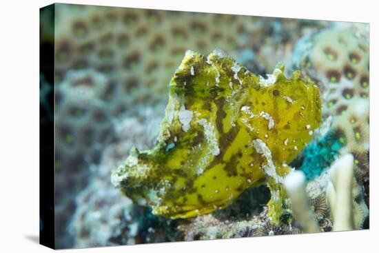 Leaf Scorpionfish (Taenianotus Triacanthus), Queensland, Australia, Pacific-Louise Murray-Premier Image Canvas