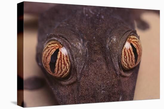 Leaf-Tail Gecko-DLILLC-Premier Image Canvas