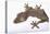 Leaf-Tail Gecko-DLILLC-Premier Image Canvas