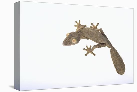 Leaf-Tail Gecko-DLILLC-Premier Image Canvas